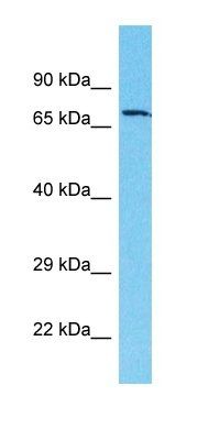 ACOX2 antibody