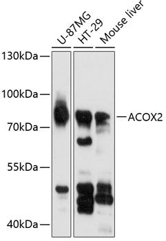 ACOX2 antibody