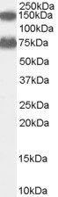 ACOX2 antibody