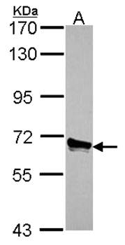 ACOX3 antibody