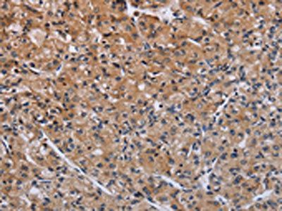 ACP6 antibody