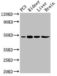 ACP6 Antibody