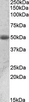 Goat anti-ACPP / PAP (aa269-282) Antibody