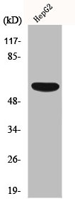 ACRBP antibody