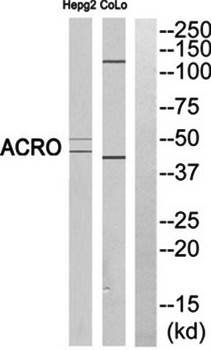 ACRO (H chain, Cleaved-Ile43) antibody