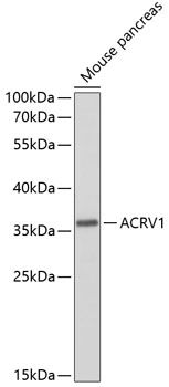 ACRV1 antibody