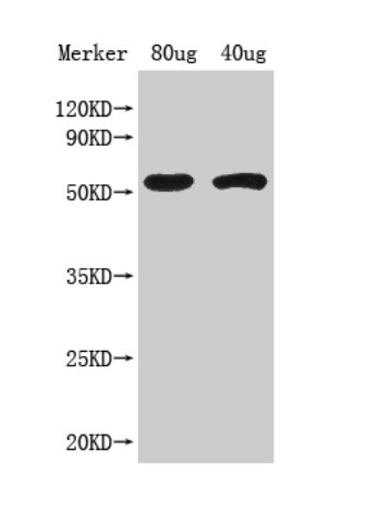 ACS8 antibody