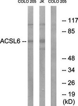 ACSL6 antibody