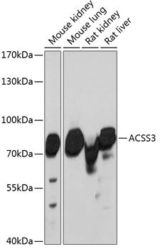 ACSS3 antibody