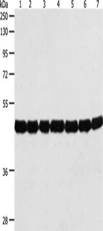 ACTA1 antibody