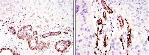 ACTA2 Antibody