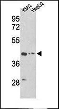 ACTG1 antibody