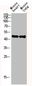 ACTG2 antibody