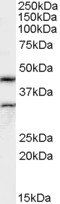 Goat anti-Actin-like 7B (mouse) Antibody