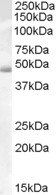 Goat anti-Actin-like 7B Antibody
