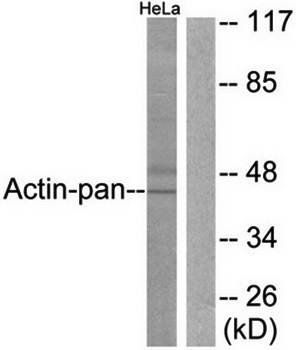 Actin-pan antibody