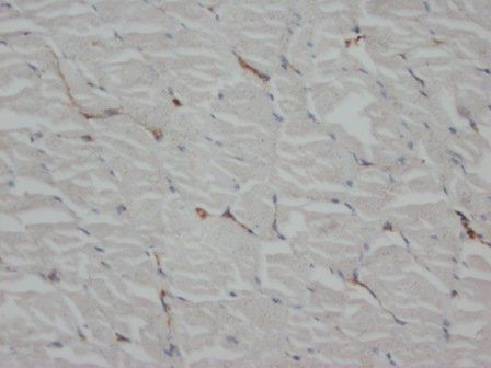 Anti-Beta-Actin Actb Antibody (Monoclonal, AC-15)