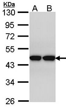 actin-like 8 antibody