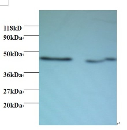 Activator of 90 kDa heat shock protein ATPase homolog 1 antibody (Biotin)