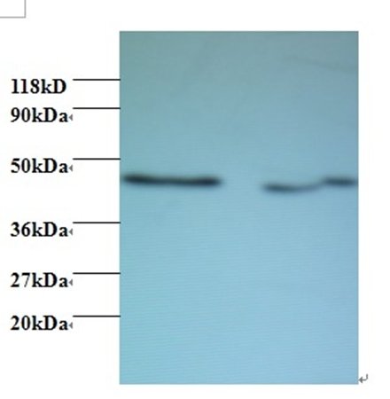 AHSA1 Antibody, Biotin conjugated
