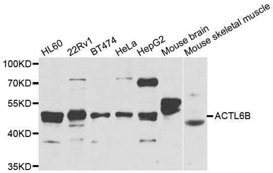 ACTL6B antibody