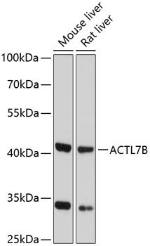 ACTL7B antibody