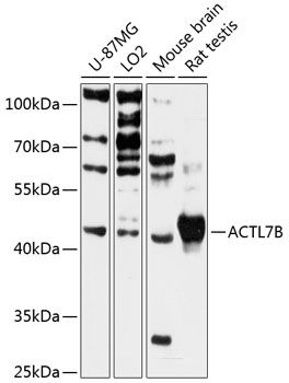 ACTL7B antibody
