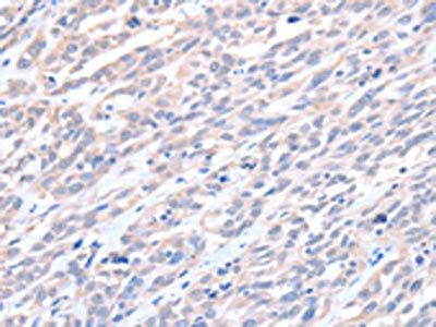 ACTL8 Antibody