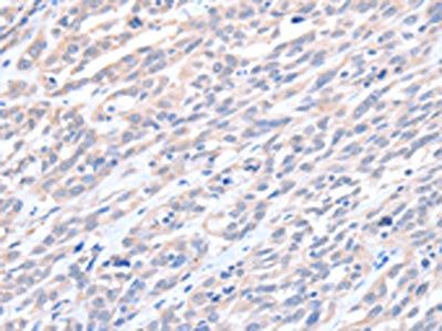 ACTL8 antibody