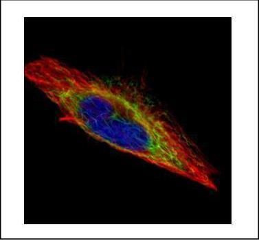 ACTL8 antibody