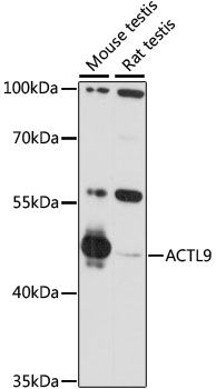 ACTL9 antibody