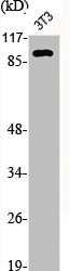 ACTN3 Antibody