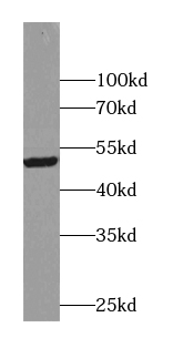 ACTO9 antibody