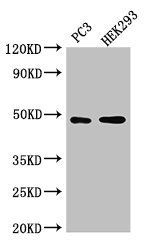 ACTR10 antibody