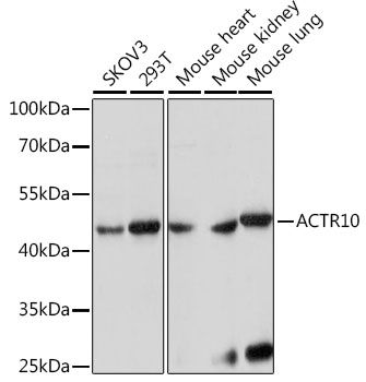 ACTR10 antibody