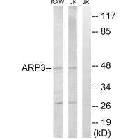 ACTR3 antibody