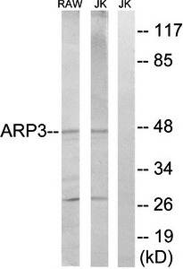 ACTR3 antibody