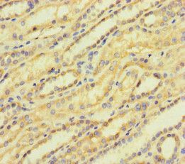 ACTR5 Antibody