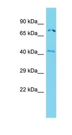 ACTR8 antibody