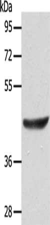 ACTRT1 antibody