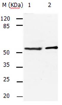 ACVR2A Antibody