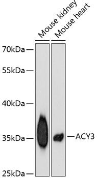 ACY3 antibody