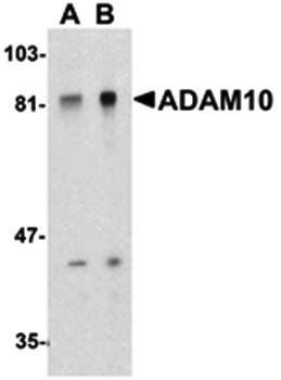 ADAM10 Antibody