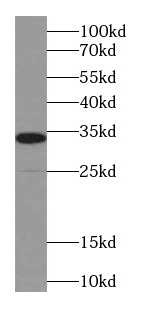 ADAM17-Specific antibody