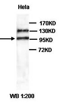 ADAM17 antibody