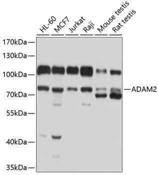 ADAM2 antibody