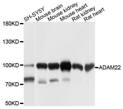 ADAM22 antibody