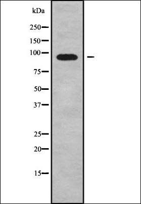ADAM29 antibody
