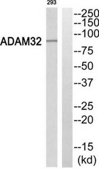 ADAM32 antibody