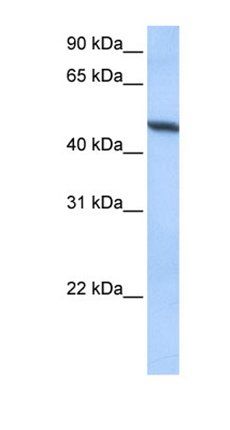 ADAM33 antibody
